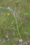 Longleaf buckwheat